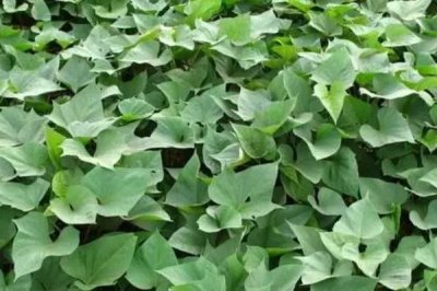 西瓜紅紅薯的種植技術(shù)，可在五一節(jié)假日的后10天定植