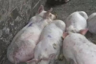 怎么辨別豬患上了哪種疾病，一般通過癥狀來辨別