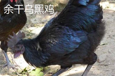 烏雞的產(chǎn)地，原產(chǎn)自江西省的泰和縣武山