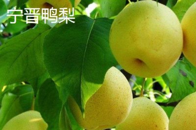 鴨梨的產(chǎn)地，黃淮海平原沙地廣泛種植