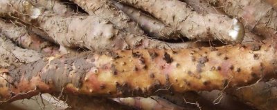 小白嘴白山藥是哪里的特產(chǎn)，屬于河北省深澤縣的特色產(chǎn)品