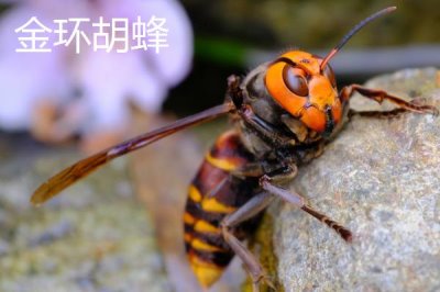 毒蜂的種類，常見以下10種