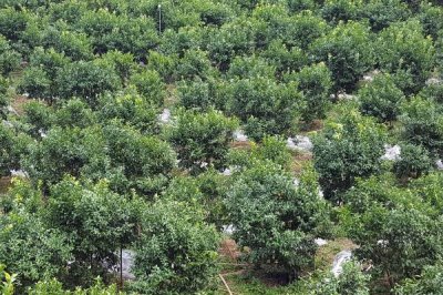 種植柑橘的條件，年降雨量需達到1200-2000毫米