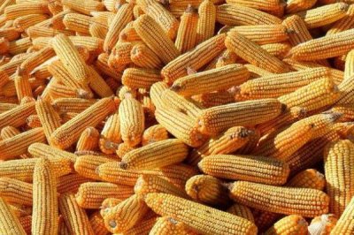 天成615玉米品種簡(jiǎn)介，喇叭口期用藥劑防治玉米螟
