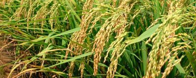 通系954水稻品種簡介，每畝有效穗數(shù)22.3萬