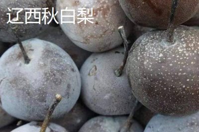 遼寧省丹東市的特色水果，夏家村草莓達(dá)到無(wú)公害綠色食品標(biāo)準(zhǔn)