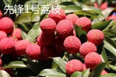 靈山荔枝品種，三月紅的成熟時(shí)間最早