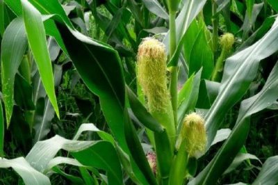 沁豐206玉米種簡(jiǎn)介,適宜播期4月下旬至5月上旬