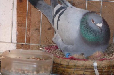 鴿子多久可以繁殖一窩，通常40天左右繁殖一窩