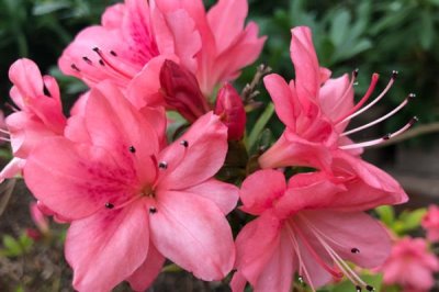 粉杜鵑的花語，寓意愛的快樂、鴻運(yùn)高照等