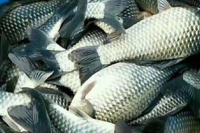 預(yù)防鯽魚(yú)出血病的方法,需定期清淤曬塘、富含蛋白的飼料要減少使用