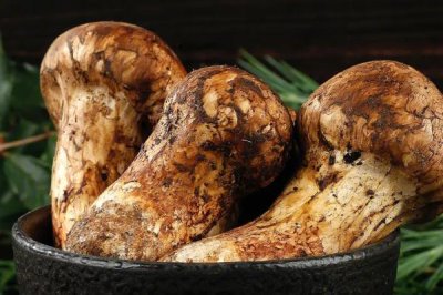 農(nóng)村珍稀食用菌品種，這5種發(fā)展前景一片大好