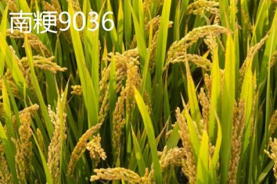 適合江蘇種植的高產(chǎn)水稻品種，了解這7種
