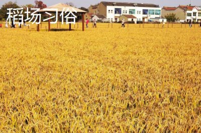 常見的端午節(jié)活動(dòng)，各地風(fēng)俗不一