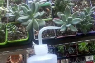 給多肉澆水的方法，生長(zhǎng)期每隔一個(gè)星期澆一次水
