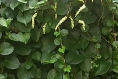 藤三七的種植方法，通常都是采用扦插繁殖的方法