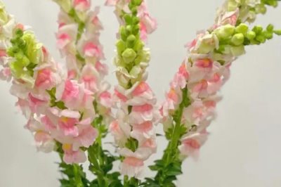 金魚草的產(chǎn)地，原產(chǎn)于地中海沿岸地區(qū)