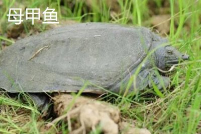 清溪花鱉的產(chǎn)地，原產(chǎn)于東苕溪流域