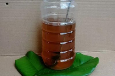 烏桕蜜的產(chǎn)量，一般可達到40-60斤左右