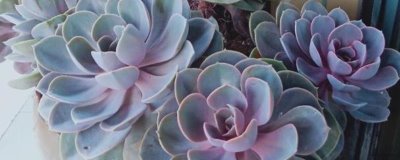 紫珍珠的養(yǎng)殖方法，生長期要保持充足的水分