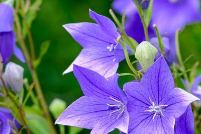象征和諧的花有哪些，有雛菊、合歡花、百合花等