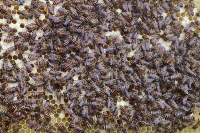 中蜂介王要關多久氣味才混合，1-2天氣味基本已混合