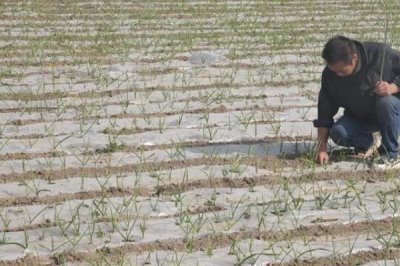 大蒜苗后用什么除草劑，可用精喹禾靈、二甲戊樂(lè)靈等