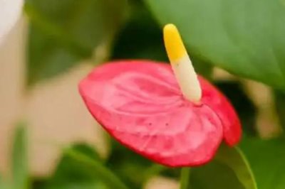 紅掌有什么特點(diǎn)，葉子通常從基部生出的