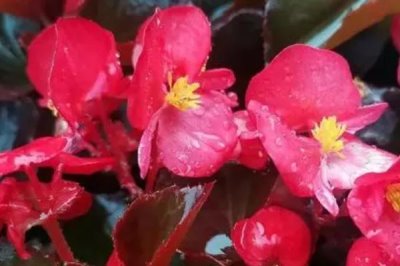 秋海棠的花語，寓意思念、快樂、溫柔等