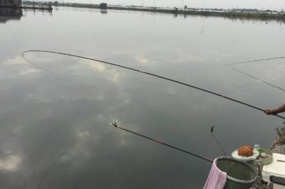怎么在黑坑中釣青魚，用顆粒飼料打窩可起到引誘效果