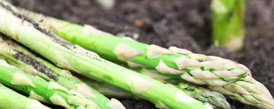 蘆筍苗期怎么管理，定植后要做好補苗、中耕除草等工作