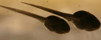 蝌蚪屬于魚類嗎，是無(wú)尾目動(dòng)物不是魚