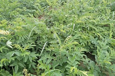 苦參的種植效益，目前種植一般可獲得可觀的利潤