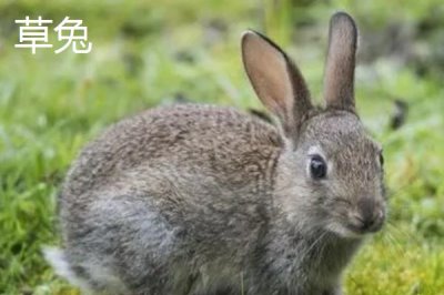 兔子的養(yǎng)殖品種，常見的有新西蘭白兔、比利時兔等
