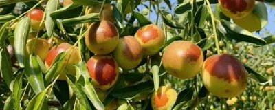 哪里產(chǎn)冬棗，山西、河北、山東等地都有種植