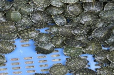 烏龜水霉病如何防治，可使用3-5%食鹽水浸浴