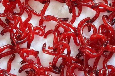 何時(shí)用紅蟲(chóng)釣魚(yú)比較好，適合在早春、深秋、冬季使用