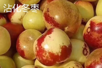 哪里產(chǎn)冬棗，山西、河北、山東等地都有種植