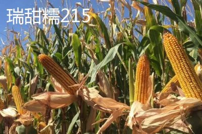 甜糯玉米怎么種植，初春可進(jìn)行雙膜覆蓋播種栽培