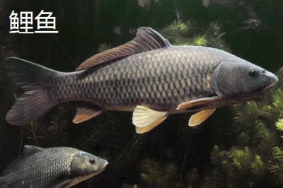 2號溪流鉤相當于幾號袖鉤，從拉力值來看相當于3號袖鉤