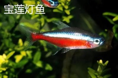 寶蓮燈魚與紅綠燈區(qū)別，前者的體型更大且顏色更鮮艷