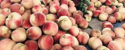 秦王桃的價格，每斤價格在4-5元