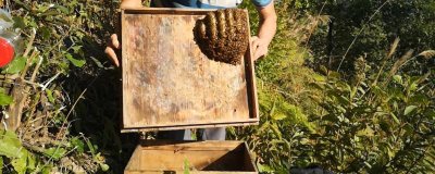 為什么南方11到12月誘蜂，耐寒性較強(qiáng)的蜜源植物開始開花泌蜜了