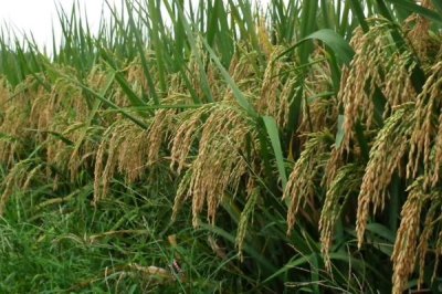 S1035水稻種子簡介，早造種植全生育期125天