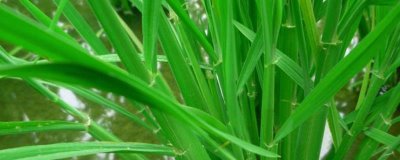 隆優(yōu)絲苗水稻種簡介，早造全生育期125～127天