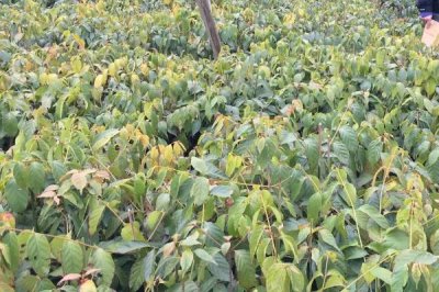 種植鉤藤的效益，利潤可觀但具有一定風(fēng)險(xiǎn)