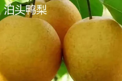 鴨梨的產(chǎn)地，黃淮海平原沙地廣泛種植