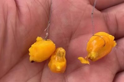 掛玉米粒釣魚可以嗎，使用玉米粒掛鉤效果不錯
