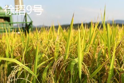 適合江蘇種植的高產(chǎn)水稻品種，了解這7種