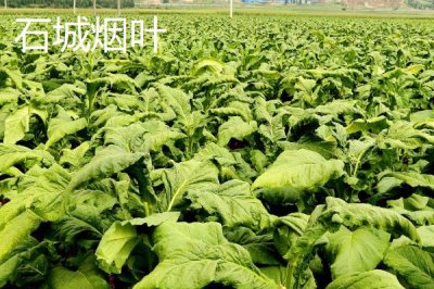 江西石城縣的特產(chǎn)，石城白蓮馳名中外